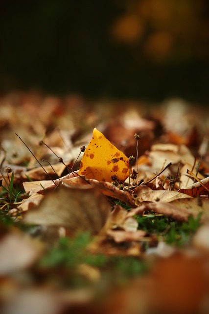 赛季德甲联 赛季德甲联