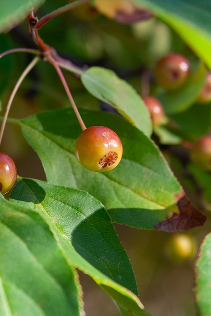 升罚球命中 升罚球命中